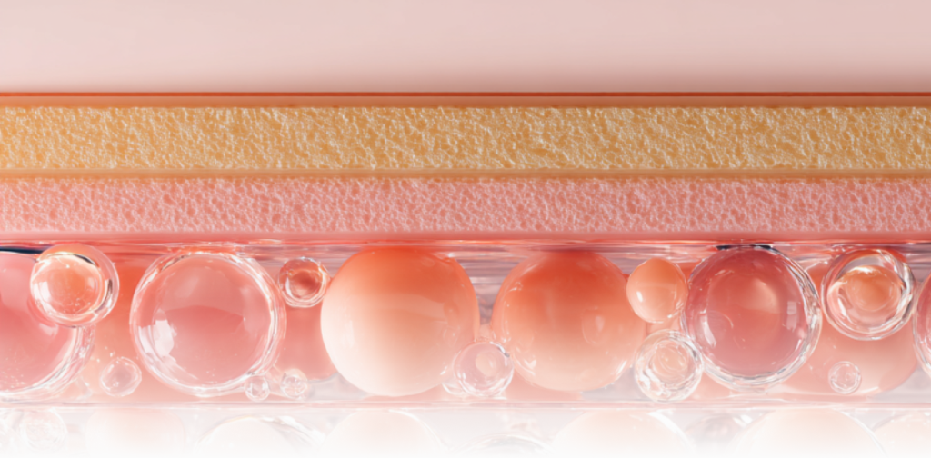 진피층이 두꺼워지고 콜라겐 밀도가 증가하는 피부 단면 이미지