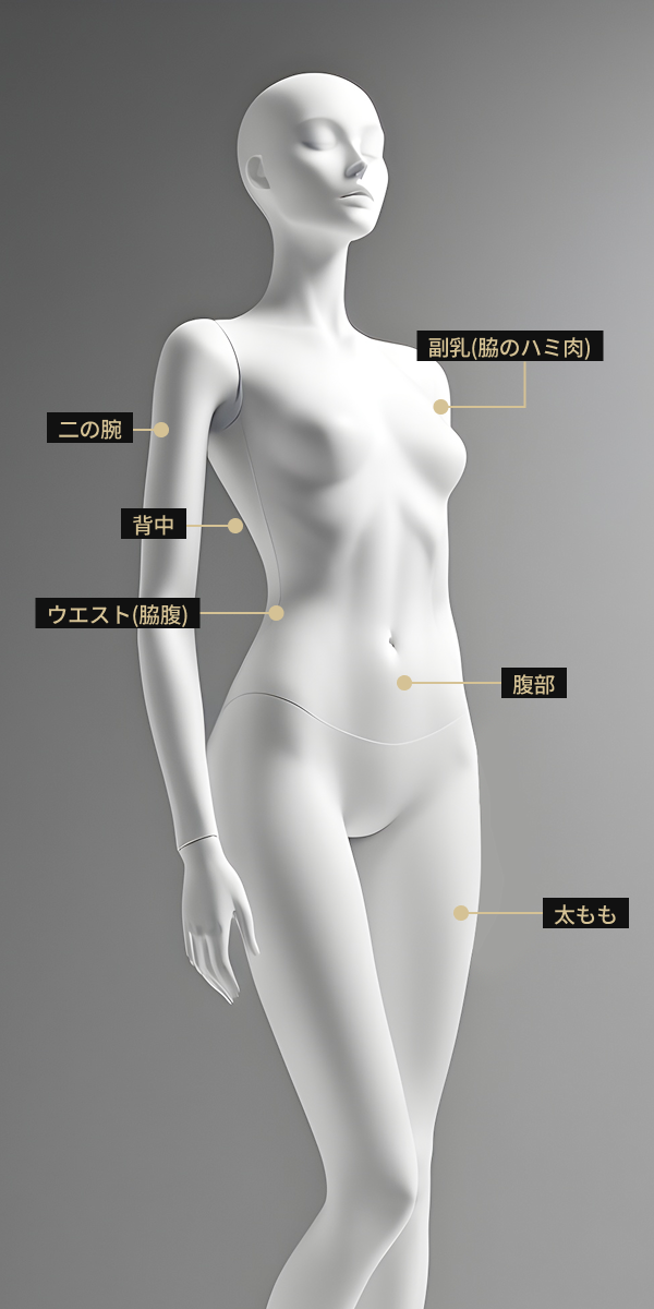 腹部、浮乳房、太もも、前腕、背中、脇腹などボディインモード施術部位を表示したボディモデル画像