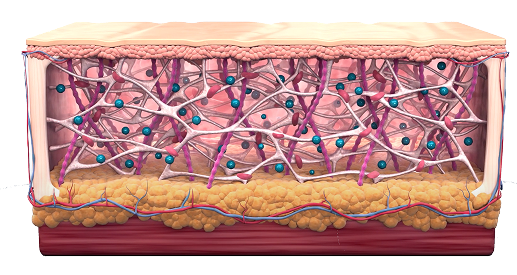 소프웨이브 시술 후 진피층 두께 증가 과정을 비교한 3D 피부 단면 이미지
